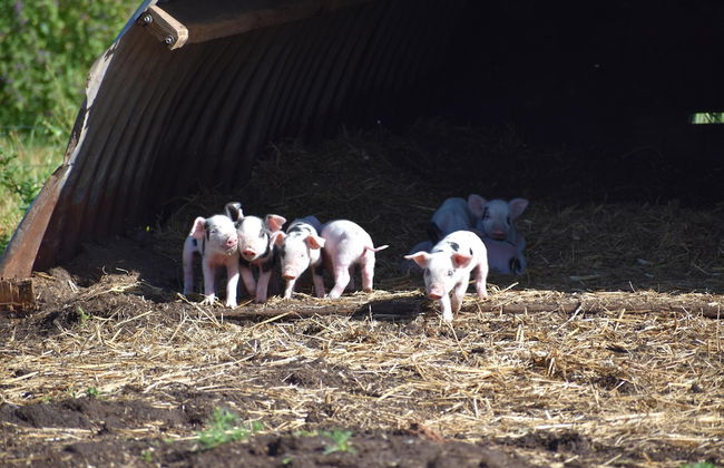 Mongolian Yurts Fordhall Organic Farm - Photo 12