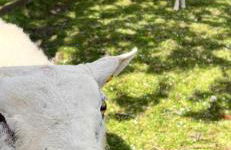 Poplar farm annexe - Foto 13