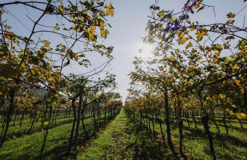 Villa del Brolo - Famiglia Furia - Foto 5