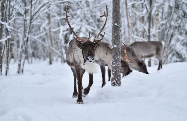 Valkeisen Loma - Foto 26