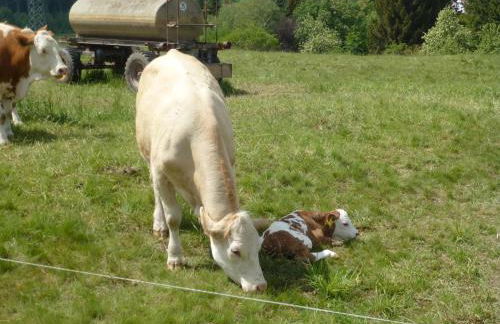 Ferienwohnung Bradatsch - Foto 11