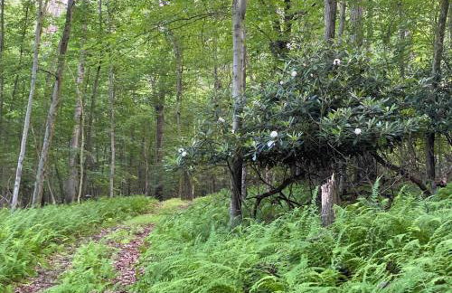 Historic Sears River Home (Main Level) on 10 Acres - Foto 7