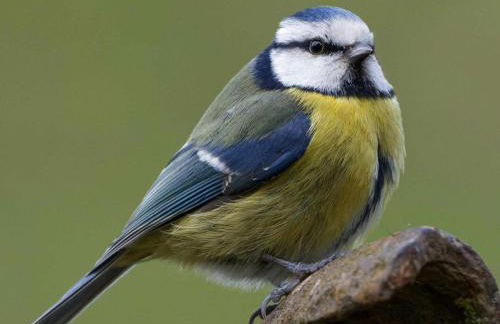 Maison tout inclus avec sauna à venir - Animaux acceptés - FR-1-497-258 - Foto 18