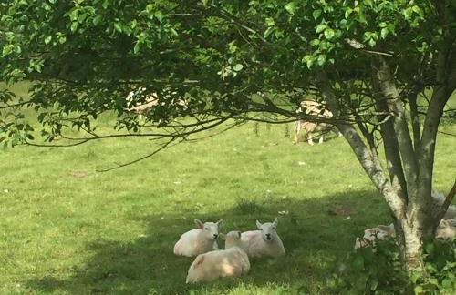 The Barn Annexe, Cefn-Yr-Allt - Foto 18