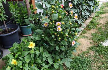 Zeleni raj - Foto 12