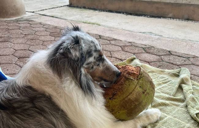 Entire House on the Seashore in Chicxulub Puerto, Yuc, Riviera Yucateca Mex - Photo 28