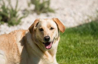 Villa Esea: Poolside Paradise & Relaxing Retreats - Foto 14