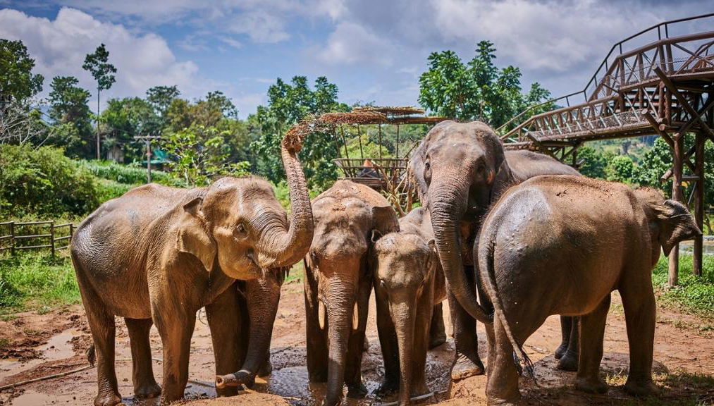 Expérience du Royaume des Éléphants - Photo 1