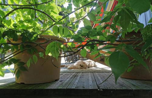 GÎTE AZKENDANTZA capacité 2 à 4 PERS ou 5 à 6 PERS supplément CARAVANE INSOLITE - Foto 43