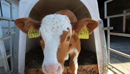 Schneiderhof Urlaub auf dem Bauernhof - Foto 5