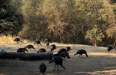 Modern House on 5 acr in Sequoia National Forest - Foto 59