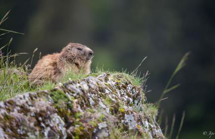 Chez Francine - Photo 40