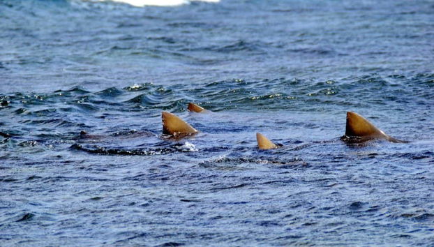 Requins-citrons nageant sur l'Île de Sal