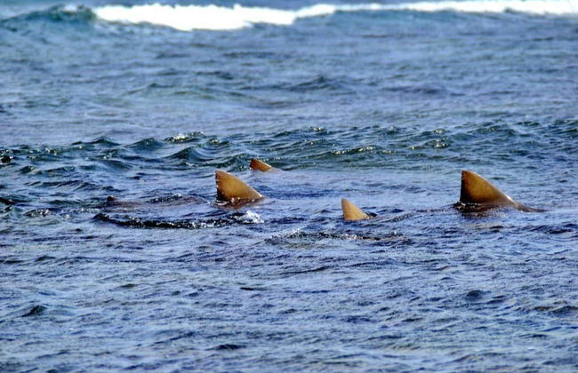 Avistamiento de tiburones limón en la isla de Sal - Foto 3