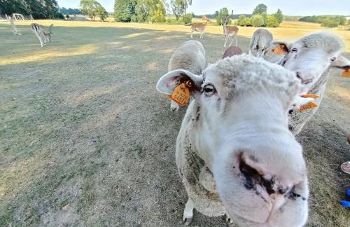 Smocze Ranczo - Foto 56