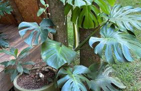 Tree of Life Chalet - Foto 15