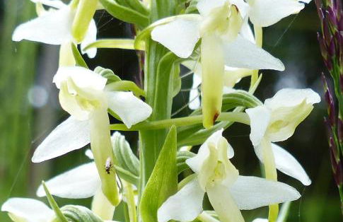 Aultbea Lodges - Foto 40