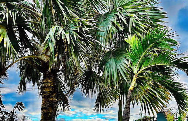 Eagle Stays Aruba - Foto 62