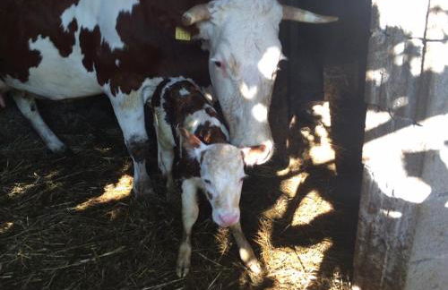 Maso Fiorini - Photo 39