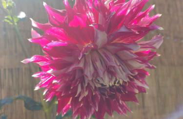 Apartment in Ribnitz-Damgarten 35179 - Foto 11