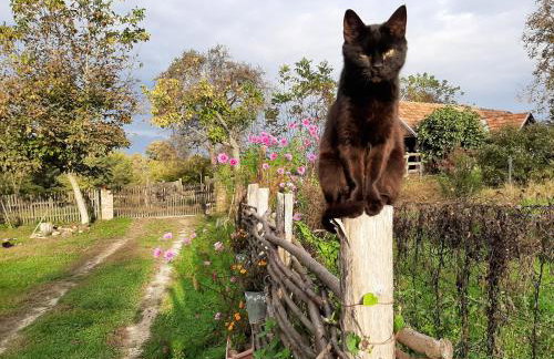 Farmica, Bed&Breakfast, Bazen izdvojen nekoliko minuta hoda - Foto 24