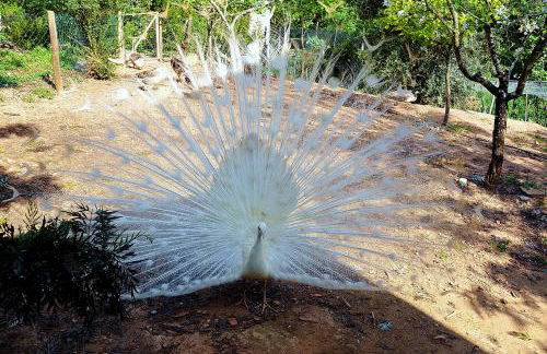 Salgadinho Casa de Campo & Selao da Eira Velha - Foto 20