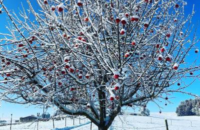 Ferienwohnung Schwarzalb - Foto 8