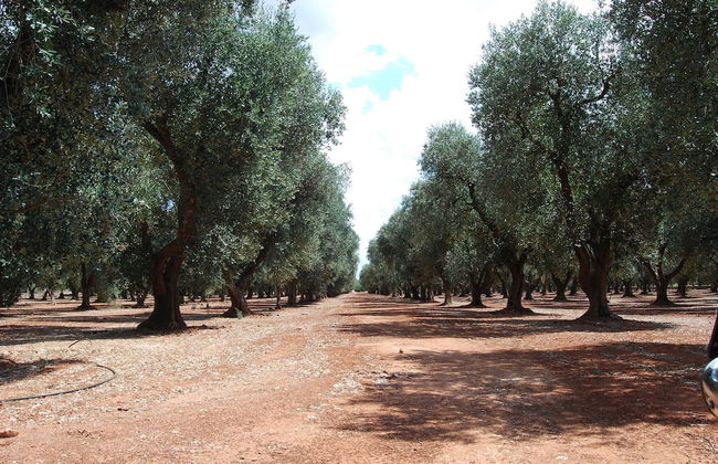 Terra di Leuca - Foto 35