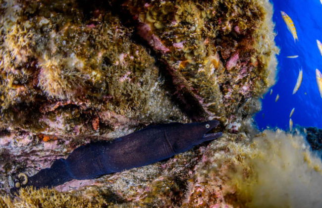 Snorkeling on Faial Island - Photo 2