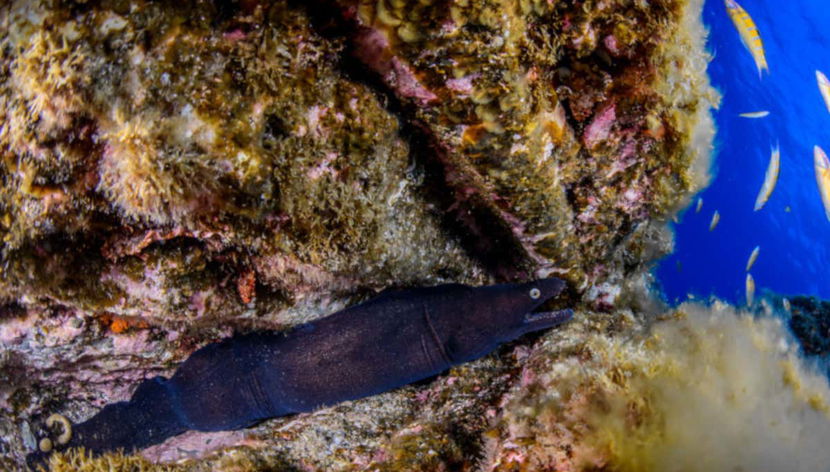 A moray eel