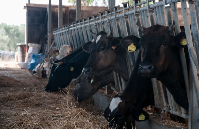 Agriturismo Il Megalite - Foto 74