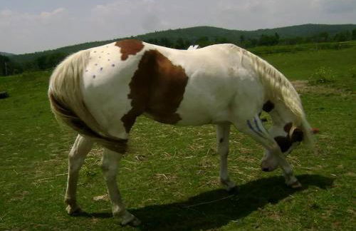 Luxury Yurt Rental Hidden in the Forest near Bristol, Vermont - Foto 26