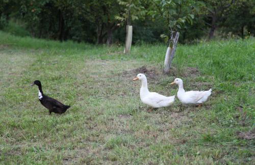 Holiday Home Mađerka - Foto 49