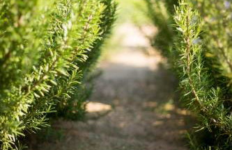 Green Hills Cottage with Pool & Magnificent View - Foto 47