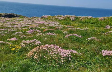 Detached Bungalow in North Cornwall - Foto 30