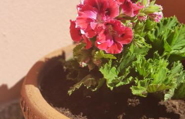 Villa Regina Accommodation - Foto 43