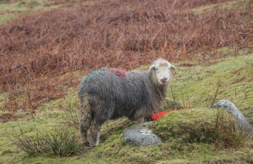 1 Sunny Point Cottages - Foto 45