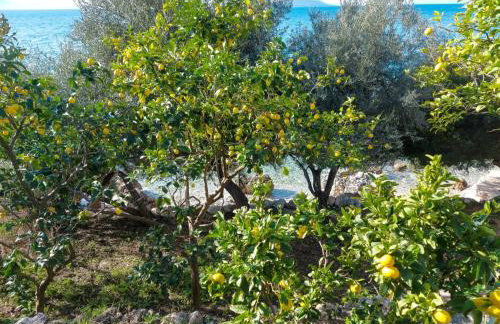 Lemon tree - Foto 35