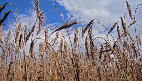 Haus Saskia - Foto 3