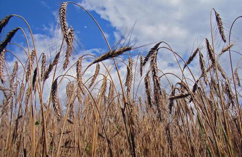 Haus Saskia - Foto 3