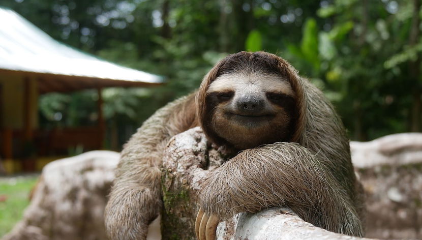 Corazon Que Vuela - Foto 3, Jardín