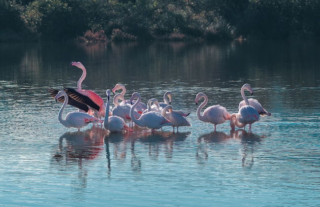 Il Glicine 1.5 Km From The Beach - Foto 14