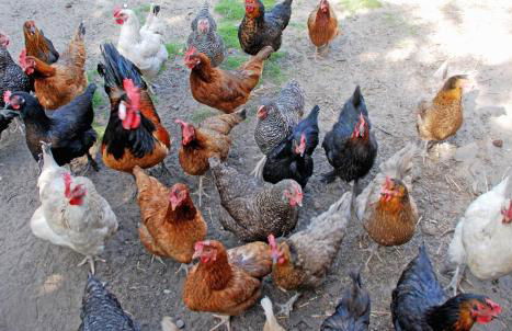 Ferienwohnungen an der Hagenschen Wiek auf Rügen - Foto 8