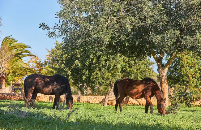 Agroturismo Es Quatre Cantons - Photo 32