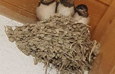 Archontiko Kourkoulos - Foto 21