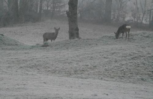 FeWo Ulbrich Langenstadt - Foto 36