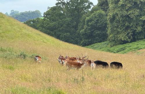 Bronfelin & Troed-y-rhiw Holiday Cottages - Foto 58
