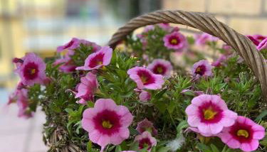 Casa Myrina - Photo 3, Garden