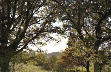 Arboris - Retreat into the open - Photo 32