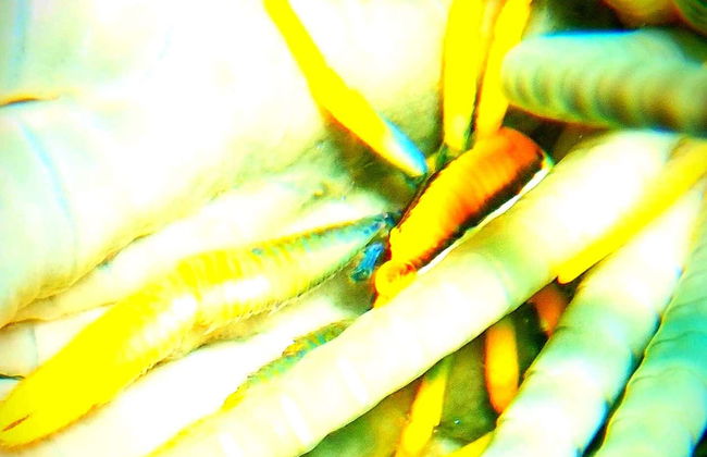 Bautismo de buceo en Lombok - Foto 6